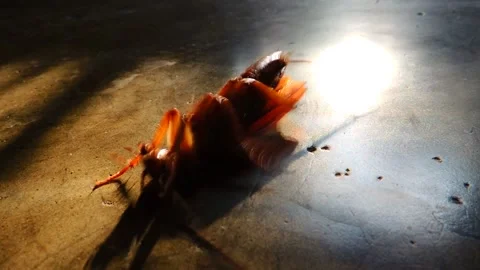 Cockroach red kitchen roach insect dying squirming upside down belly up on floor Stock Footage 146388426