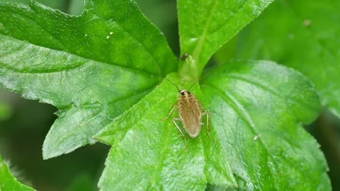 Cockroach resting on the plant leaf Stock Footage 94152940