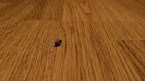 The cockroach rolls over from its back to its feet and runs away. Stock Footage 141739946
