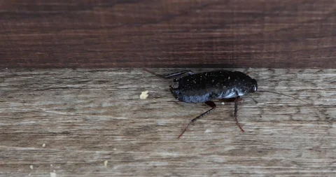 Cockroach running on the floor of a scruffy kitchen with spoiled food residues.  Stock Footage 129175347