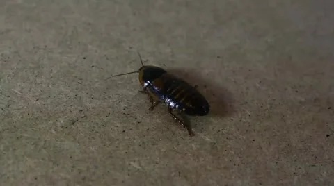 Cockroach Running On a Wooden Surface Video stock 61434938
