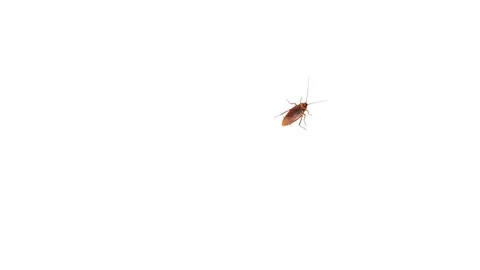 The cockroach runs, an alpha channel Vídeo Stock 78100093