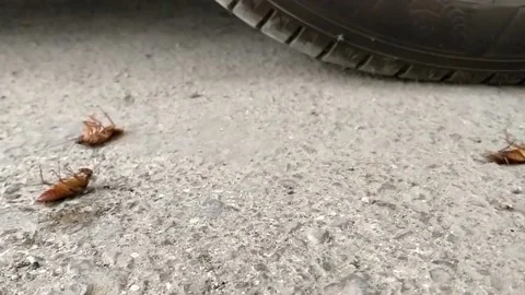 A cockroach runs very quickly past dead relatives lying on the pavement Stock Footage 134289770