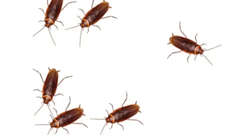 Cockroach Scrawlings Isolated on White Background Stock Video Stock-Footage 309073832