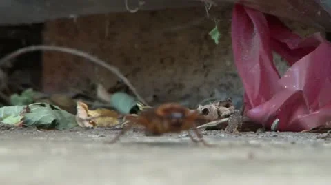 Cockroach Shallow DOF 库存影片 12466195