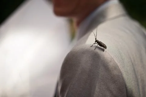 Cockroach on a shoulder. Stock Photos