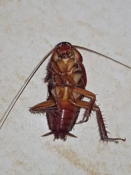 A cockroach is shown flipped onto its back, unable to right itself Stock Photos