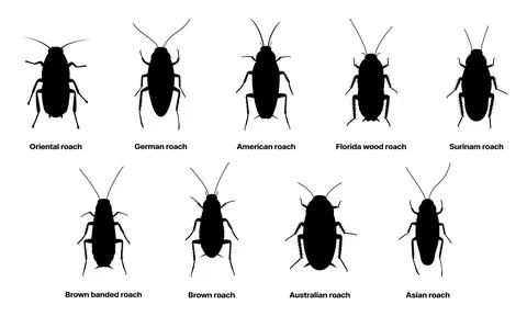 Cockroach silhouette, insect roach and bug species Stock Illustration