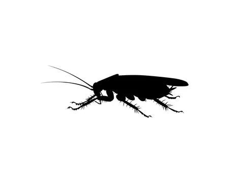 Cockroach silhouette isolated, oval-shaped insect with long antennae Stock Illustration