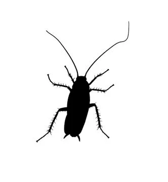 Cockroach silhuette. Stock Photos
