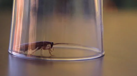 Cockroach sitting, mustache twitching Stock Footage 41829101