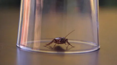 Cockroach sitting, mustache twitching Stock Footage 41829131
