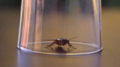 Cockroach sitting, mustache twitching Stock Footage 41829148