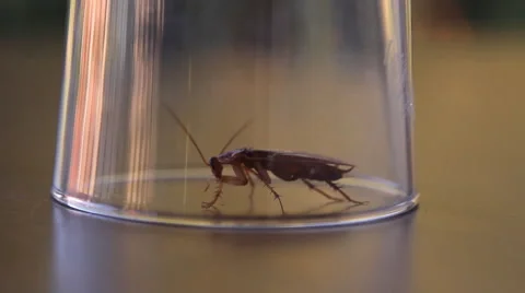 Cockroach sitting, mustache twitching Stock Footage 41833110