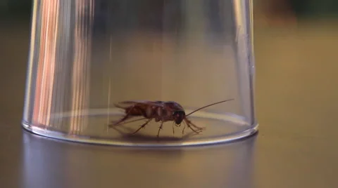 Cockroach sitting, mustache twitching Stock Footage 41833146