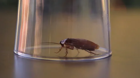 Cockroach sitting, mustache twitching Stock Footage 41833224