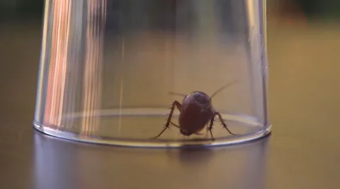 Cockroach sitting, mustache twitching Stock Footage 41833300