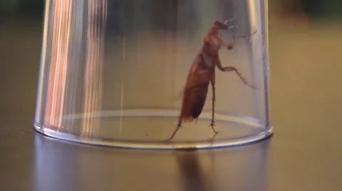Cockroach sitting, mustache twitching Video stock 41833490