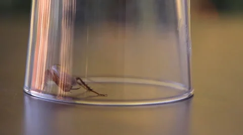 Cockroach sitting, mustache twitching Stock Footage 41833580