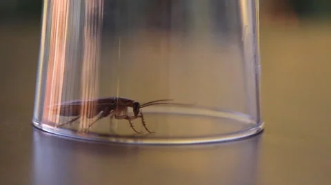 Cockroach sitting, mustache twitching Stock Footage 41833705