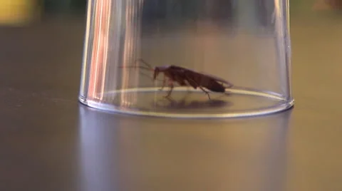 Cockroach sitting, mustache twitching Stock Footage 41843445