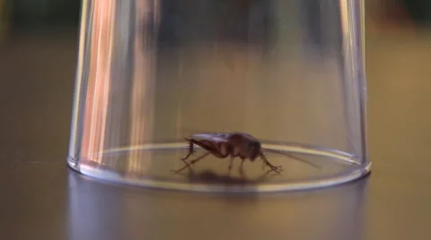 Cockroach sitting, mustache twitching Stock Footage 41843468