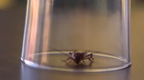 Cockroach sitting, mustache twitching Stock Footage 41843479