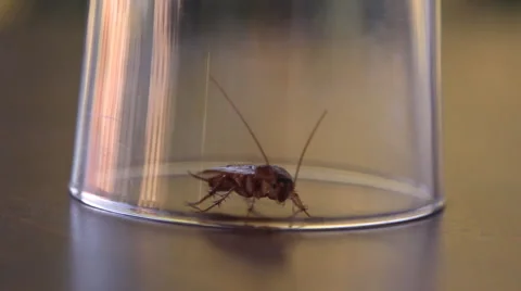Cockroach sitting, mustache twitching Stock Footage 41843491