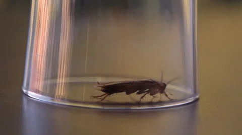 Cockroach sitting, mustache twitching Stock Footage 41843510