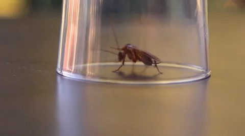 Cockroach sitting, mustache twitching Stock Footage 41843536