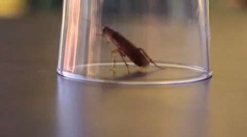 Cockroach sitting, mustache twitching Stock Footage 41843567