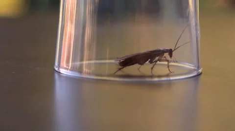 Cockroach sitting, mustache twitching Stock Footage 41843593