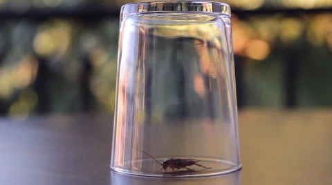 Cockroach sitting, mustache twitching Stock Footage 41843676
