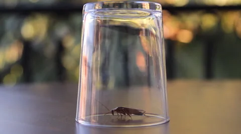 Cockroach sitting, mustache twitching Stock Footage 41843743