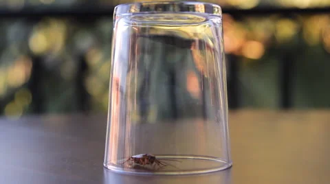 Cockroach sitting, mustache twitching Stock Footage 41843776