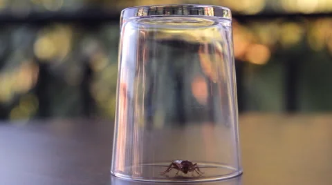 Cockroach sitting, mustache twitching Stock Footage 41843810