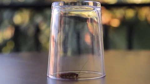 Cockroach sitting, mustache twitching Stock Footage 41843842