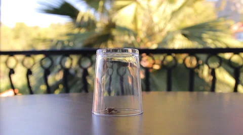 Cockroach sitting, mustache twitching Stock Footage 41843941