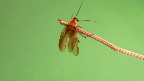 Cockroach skillfully climbing on green background. Cockroaches, insects, bugs Stock Footage 202187859