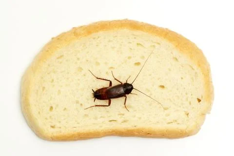 Cockroach on a slice of bread Stockfoto's