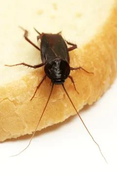 Cockroach on a slice of bread 스톡 사진