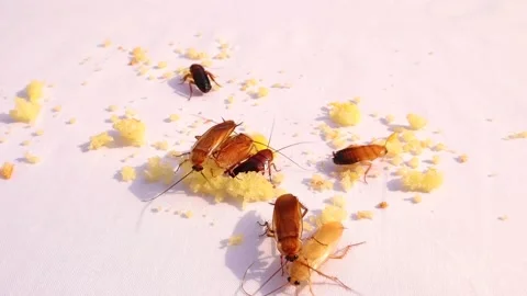 Cockroach. smooth cockroaches on white background. insects eat leftovers Stock Footage 147728818