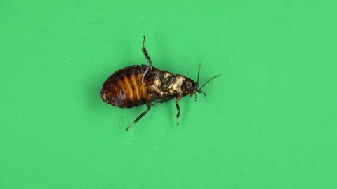 Cockroach spins on its shell. Green screen. View from above Stock Footage 88717351