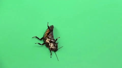 Cockroach spins on its shell. Green screen. View from above. Slow motion Stock Footage 88930585