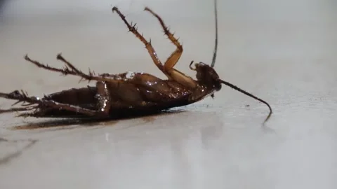A cockroach, sprayed with insecticide, is dying on the floor. Stock Footage 314071993