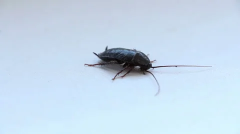 The cockroach stops and lies down Stock Footage 62302596