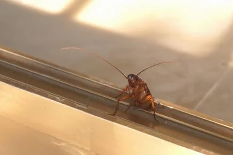 Cockroach stuck halfway in window frame 스톡 사진