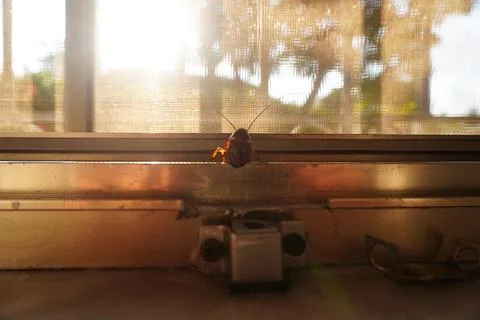 Cockroach stuck halfway in window frame 스톡 사진