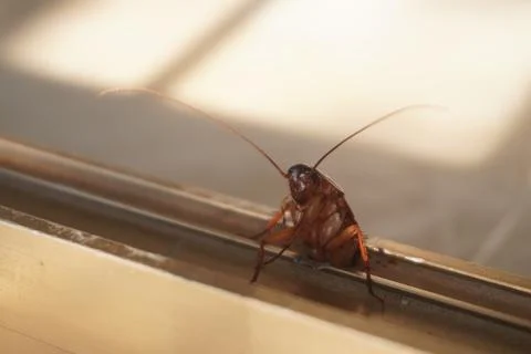 Cockroach stuck halfway in window frame Photos