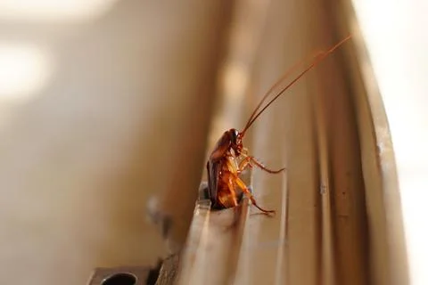 Cockroach stuck halfway in window frame 스톡 사진